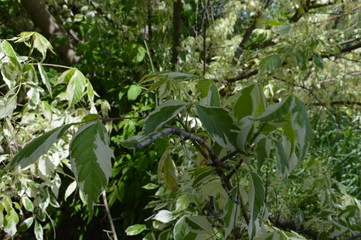 green plants in the garden