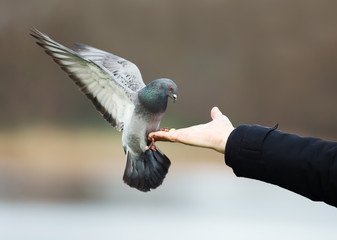 Feral pigeon landing on a hand