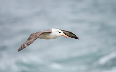 Close up of a Black-browed Albatross in flight