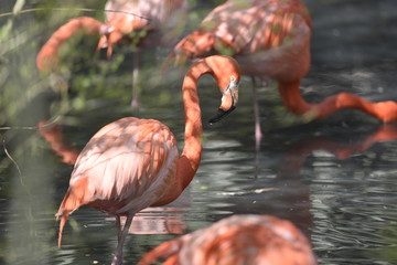 group of pink flamingos