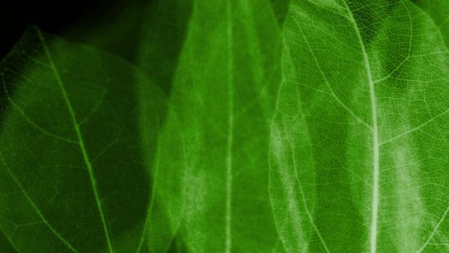 Skeletal background of leaves.