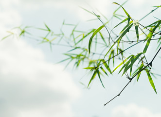 Soft focus green bamboo leaves on blur nature background with morning light