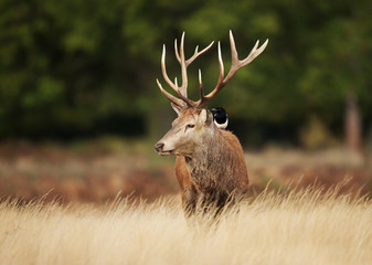 Red deer with a magpie on his back