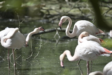 flamingos in lake