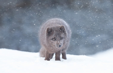 Obraz premium Close up of an Arctic fox in the falling snow