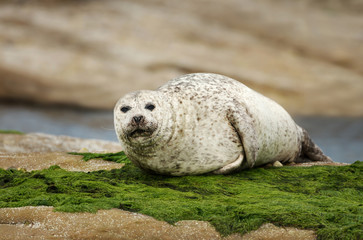 Close up of a Common seal