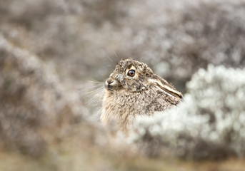 Close up of Ethiopian highland hare
