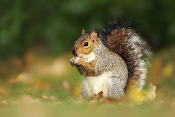 Close up of a cute grey squirrel eating nuts