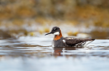 Close up of a Red-necked phalarope in water