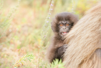 Baby Gelada monkey curiously looking from behind his mom
