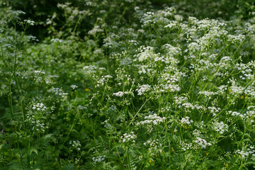 Nature background with white wildflowers and grass. Wild parsley. Umbelliferae. Sunny summer day. Flowering meadow.