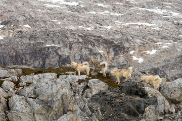 Die Wildnis Grönlands