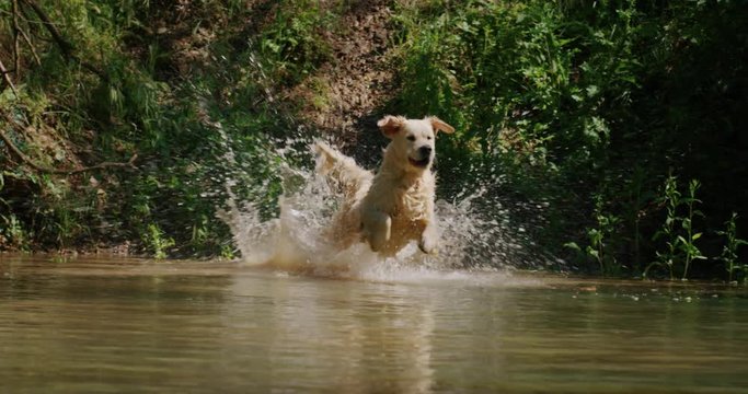 Slow motion of a playful pedigreed Golden Retriever dog is running and jumping in the lake in a sunny day.