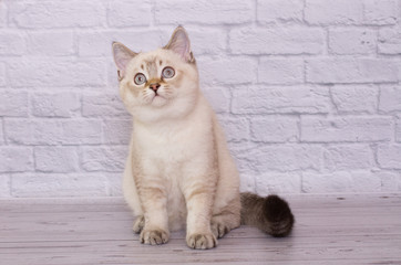 Fototapeta premium Scottish Fold kitten on a light isolated background