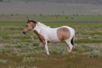 Obraz premium Wild Horse in Spring in the Utah Desert