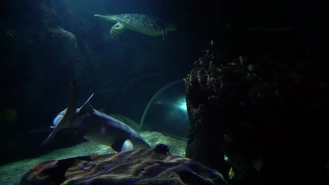 Aquatic animal small shark floating in a large aquarium along with small fish. Small shark swimming in the aquarium surrounded by small fish and floating turtle on background