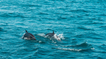 A group of wild dolphins swimming next to us in MIrissa, Sri Lanka