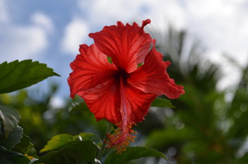 red hibiscus flower on background of blue sky