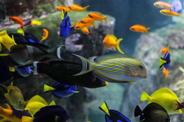 Dory fish closeup or Palette surgeonfish inside coral reefs in the blue aquarium