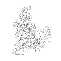 Beautiful graphic flower on white background. Great element of botanical design.