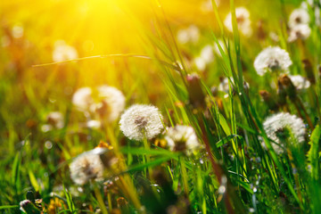Fototapeta premium Close up dandelion flowers with sunlight rays. Spring background. Copy space. Soft focus