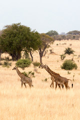 Giraffe (Giraffa)