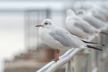 The seagull sits in the port. Silhouette of the bird on a blurred background