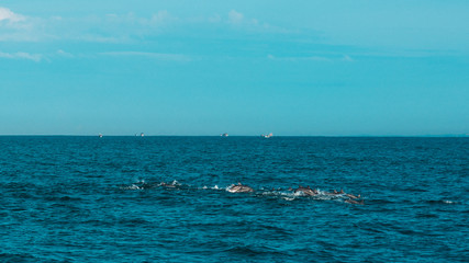 Obraz premium Hundreds of dolphins swimming next to our boat in Mirissa, Sri Lanka