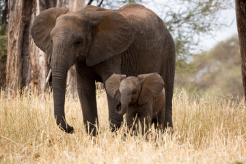 Naklejka na ściany i meble Elefant - Loxodonta africana