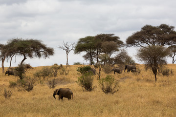 Fototapeta premium Elefant - Loxodonta africana