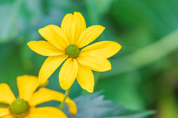 Yellow Osteospermum