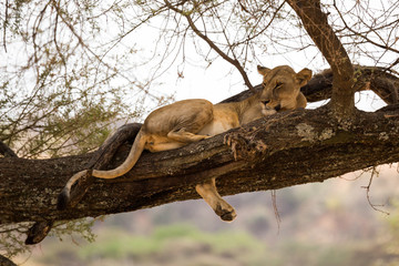 Löwe (Panthera leo)