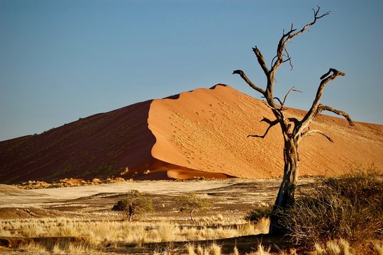 253 Sossusvlei Baum vor D&uuml;ne