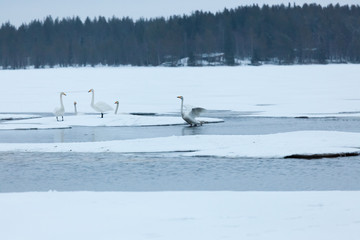 Swans on partially frozen lake