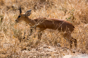 Impalas (Aepyceros) 