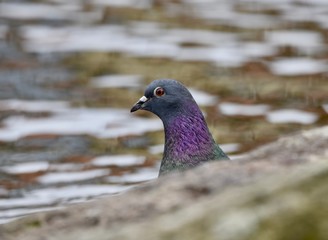 pigeon