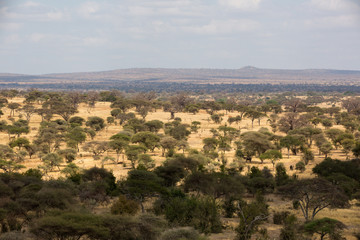 Fototapeta na wymiar Tarangire Nationalpark – Tansania - Afrika