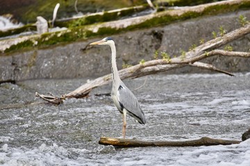 Grey Heron