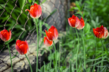 atmospheric tulips on the background of the metal mesh fence