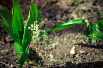 lily of the valley grows on clay soil in the garden on a sunny day