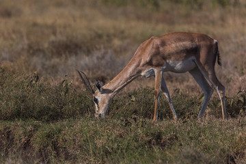 Impala (Aepyceros)