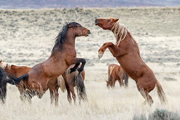 Wild Mustangs in battle