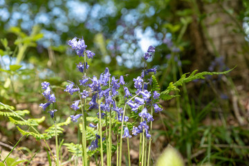 Brightly colored sunlit purple bluebell flowers against a natural green background, using a shallow depth of field..