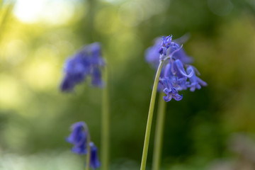 Brightly colored sunlit purple bluebell flowers against a natural green background, using a shallow depth of field..