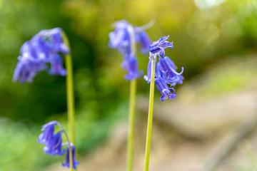 Brightly colored sunlit purple bluebell flowers against a natural green background, using a shallow depth of field..