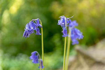 Brightly colored sunlit purple bluebell flowers against a natural green background, using a shallow depth of field..