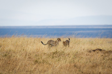 Gepard - Acinonyx jubatus 