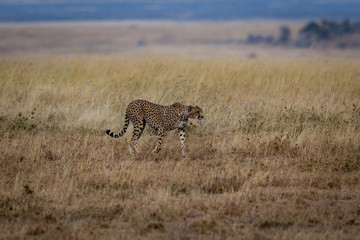 Gepard - Acinonyx jubatus 