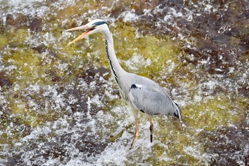 Grey Heron