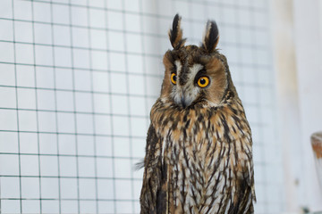 Funny long-eared owl looking right